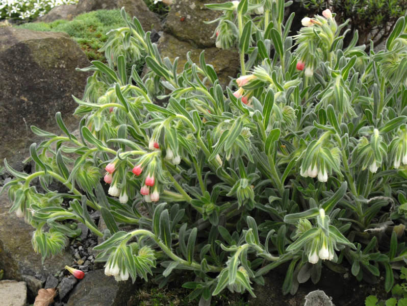 Onosma alborosea photo
